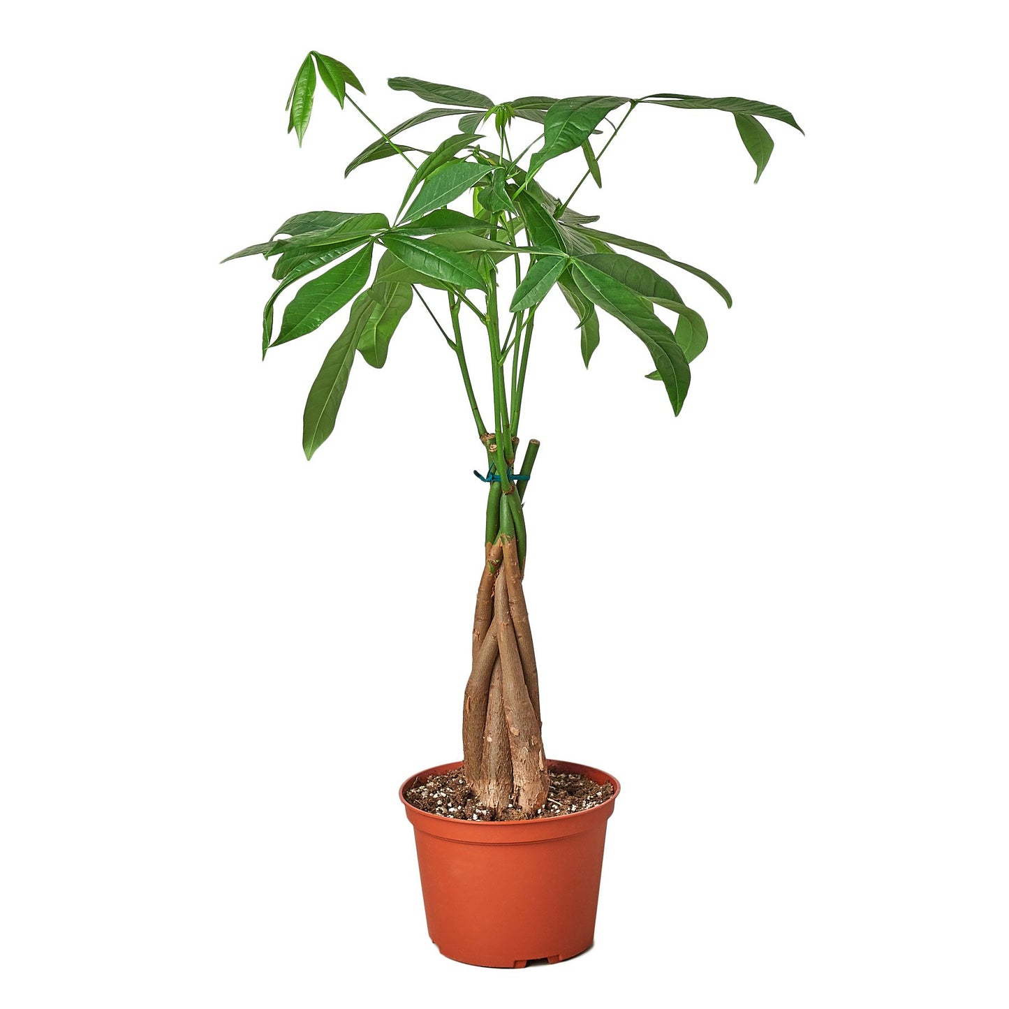 Money Tree 'Guiana Chestnut' Pachira Braid